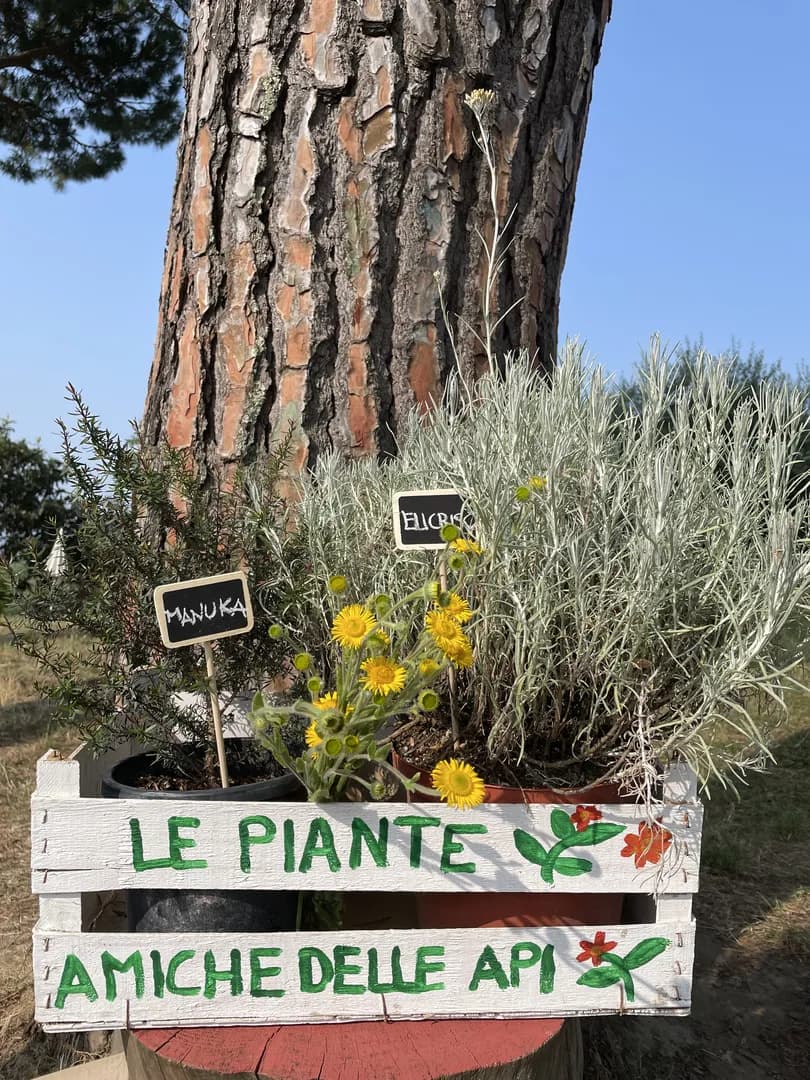 Cesto Prodotti Agricoli