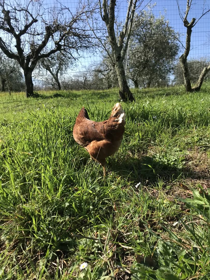 Gallina nel Prato