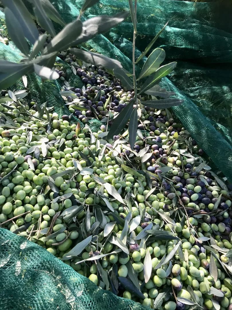 Raccolta Delle Olive